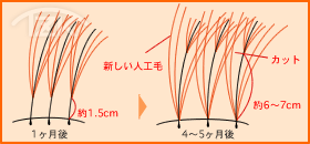 特許増毛協会 増毛技術について | TZK増毛